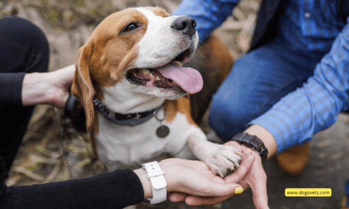 Legality and Benefits of Having an Emotional Support Animal Letter